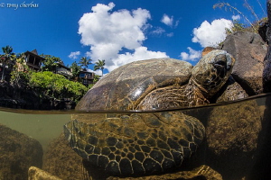 Honu in the Hood: These Green Sea Turtles come in from th... by Tony Cherbas 